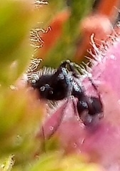 Myrmicaria nigra