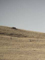 Tetraogallus altaicus