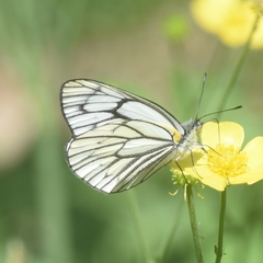 Aporia leucodice