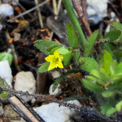 Gnidia humilis
