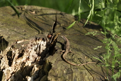 Takydromus tachydromoides