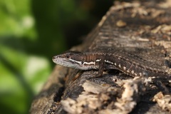 Takydromus tachydromoides