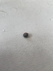 Aegopinella nitidula