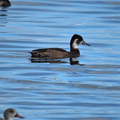 Netta erythrophthalma