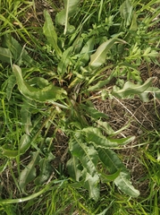 Rumex