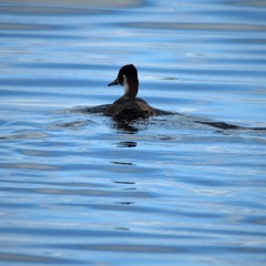 Netta erythrophthalma
