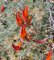 Lotus pyranthus