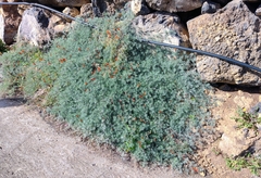 Lotus pyranthus