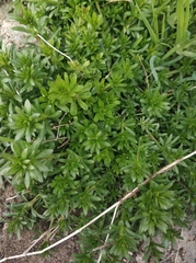 Galium mollugo