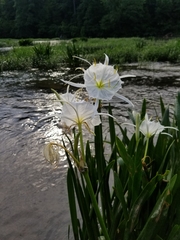 Hymenocallis coronaria