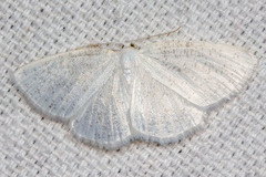 Protitame virginalis