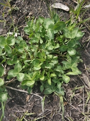 Trifolium pratense