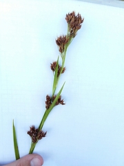 Rhynchospora odorata