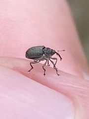 Ceutorhynchus obstrictus