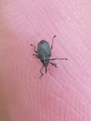 Ceutorhynchus obstrictus