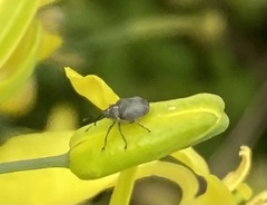 Ceutorhynchus obstrictus