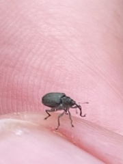 Ceutorhynchus obstrictus