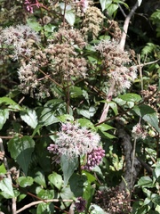 Eupatorium amabile