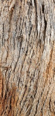Eucalyptus goniocalyx