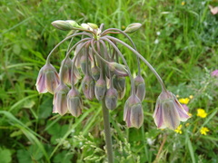 Allium siculum