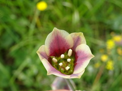 Allium siculum