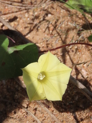 Ipomoea obscura image