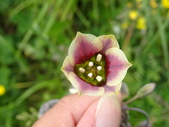 Allium siculum