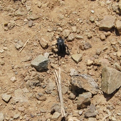 Alphasida holosericea