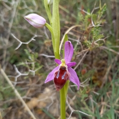 Ophrys delphinensis