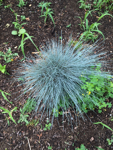 photo of Blue Fescue (Festuca longifolia)