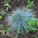 photo of Blue Fescue (Festuca longifolia)