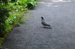 Columba palumbus