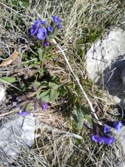 Pulmonaria mollis