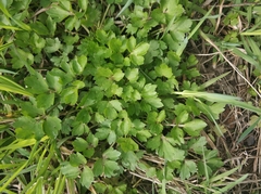 Ranunculus repens