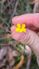 Goodenia stelligera