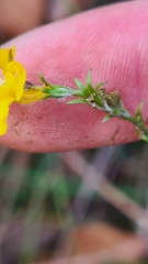 Goodenia stelligera