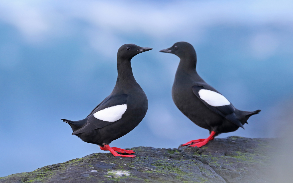 Black Guillemot photo