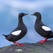 Black Guillemot - Photo (c) Christoph Moning, some rights reserved (CC BY), uploaded by Christoph Moning