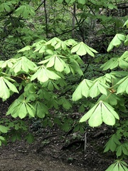 Aesculus hippocastanum