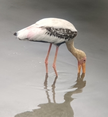 Mycteria leucocephala