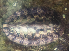 Rhyssoplax polita