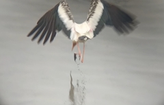 Mycteria leucocephala