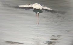 Mycteria leucocephala