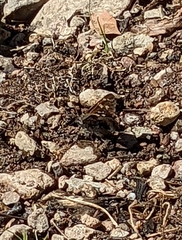 Codatractus arizonensis