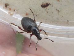 Otiorhynchus atroapterus