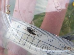 Otiorhynchus atroapterus