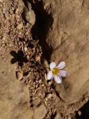 Oxalis monophylla