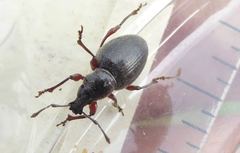 Otiorhynchus atroapterus