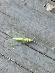 Chrysopa quadripunctata