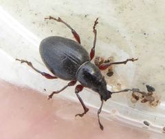 Otiorhynchus atroapterus